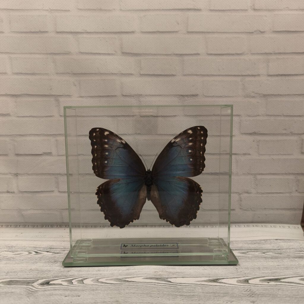 Метелик під склом Morpho peleides 160x150