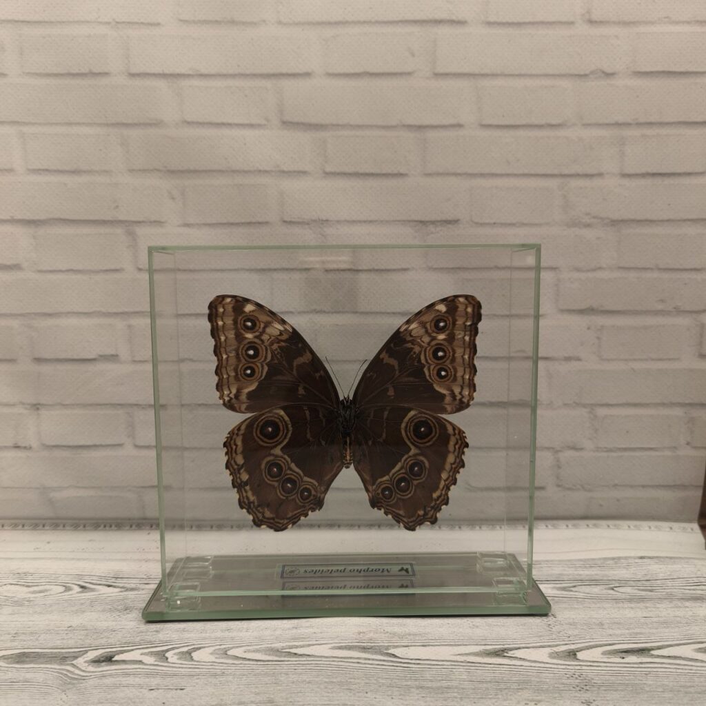 Метелик під склом Morpho peleides 160x150