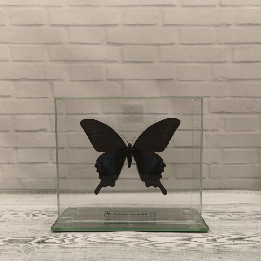 Метелик під склом Papilio maackii 160x140