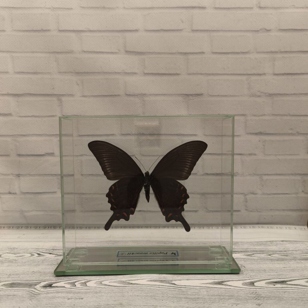 Метелик під склом Papilio maackii 160x140