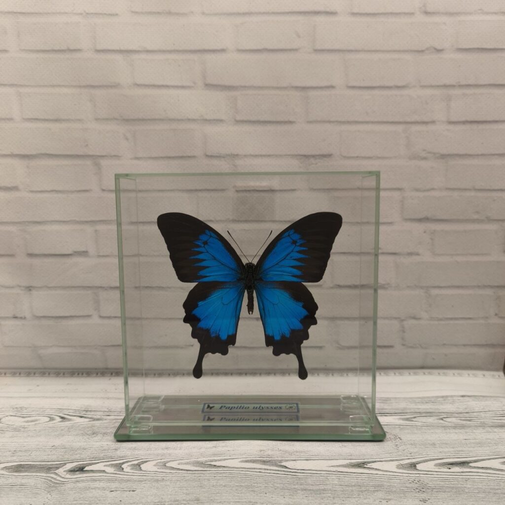 Метелик під склом Papilio ulysses 150х150