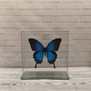 Метелик під склом Papilio ulysses 150х150