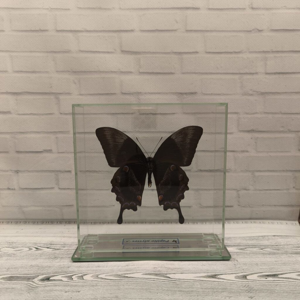 Метелик під склом Papilio ulysses 150х150
