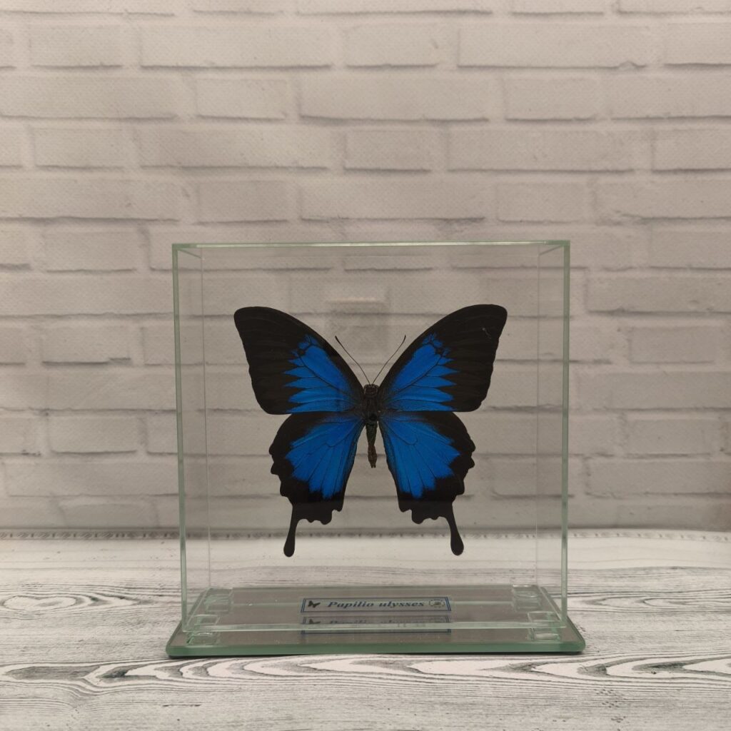 Метелик під склом Papilio ulysses 150х150
