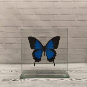 Метелик під склом Papilio ulysses 150х150