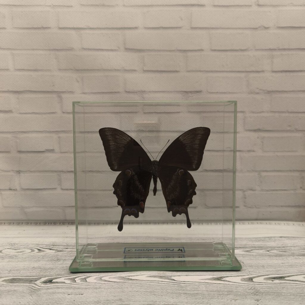 Метелик під склом Papilio ulysses 150х150