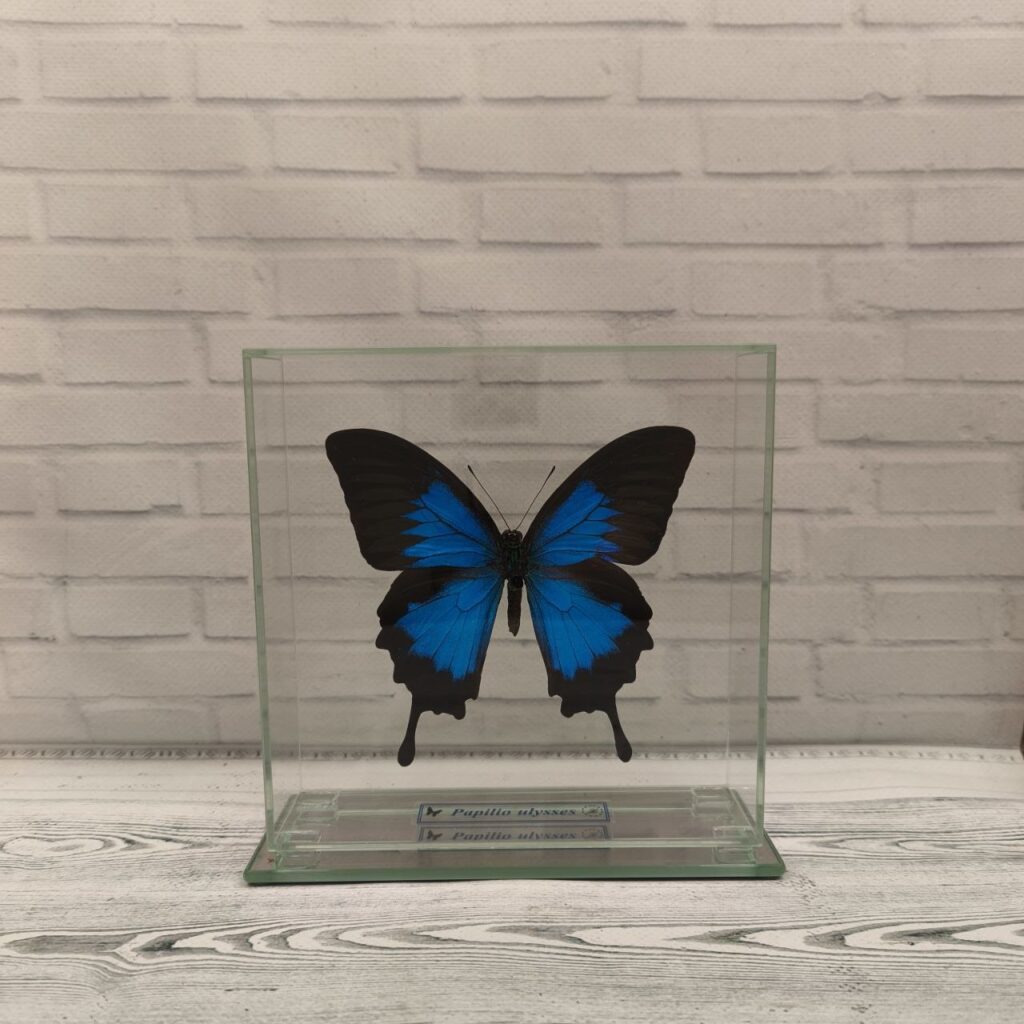 Метелик під склом Papilio ulysses 150х150