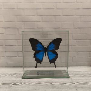 Метелик під склом Papilio ulysses 150х150