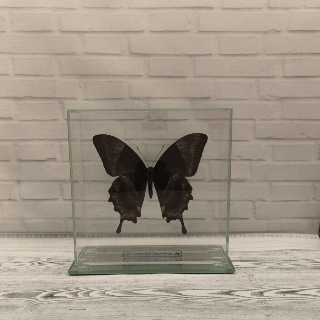 Метелик під склом Papilio ulysses 150х150