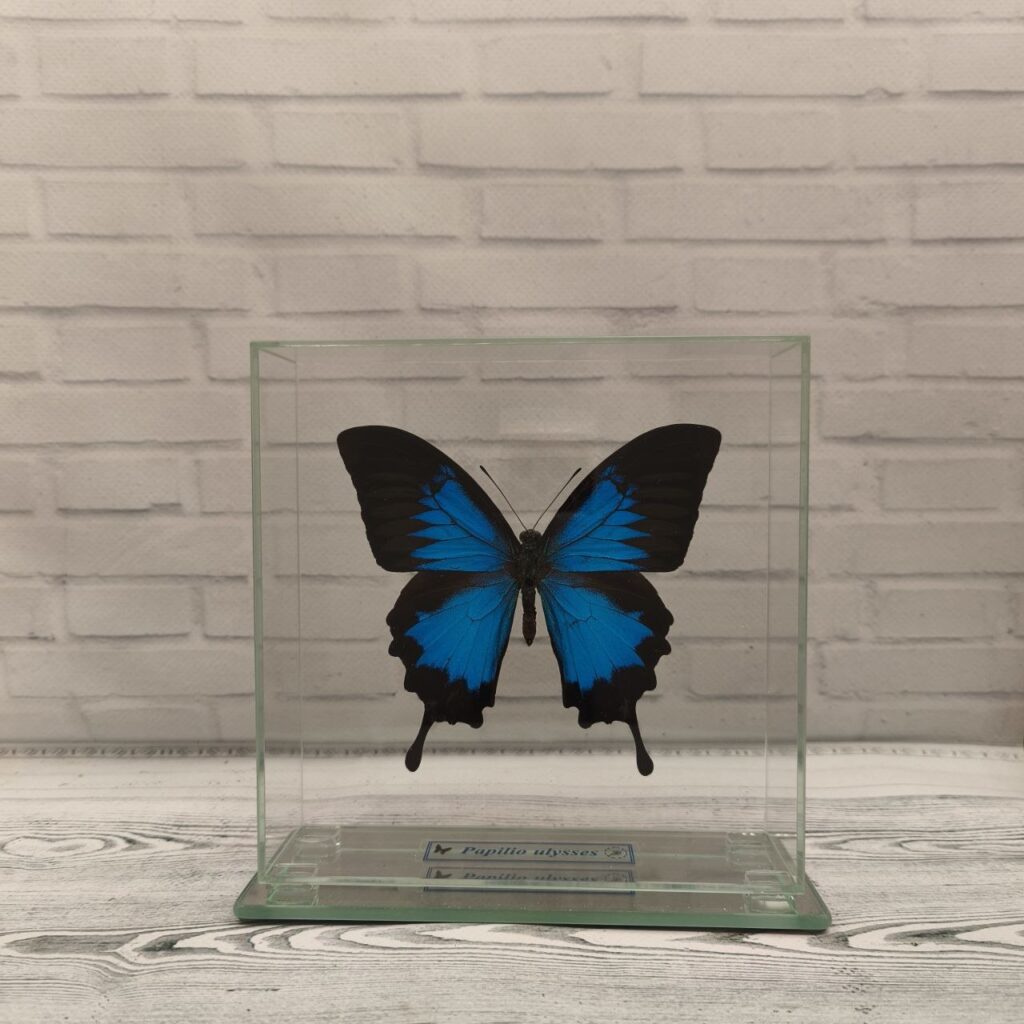 Метелик під склом Papilio ulysses 150х150