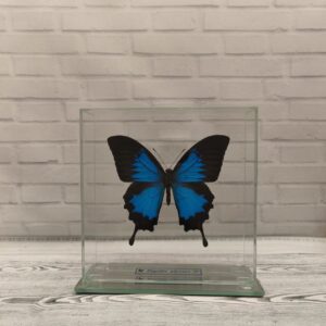 Метелик під склом Papilio ulysses 150х150