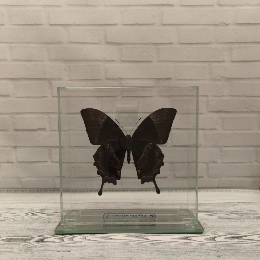 Метелик під склом Papilio ulysses 150х150