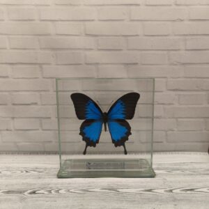 Метелик під склом Papilio ulysses 140х140
