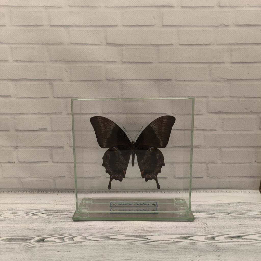 Метелик під склом Papilio ulysses 140х140