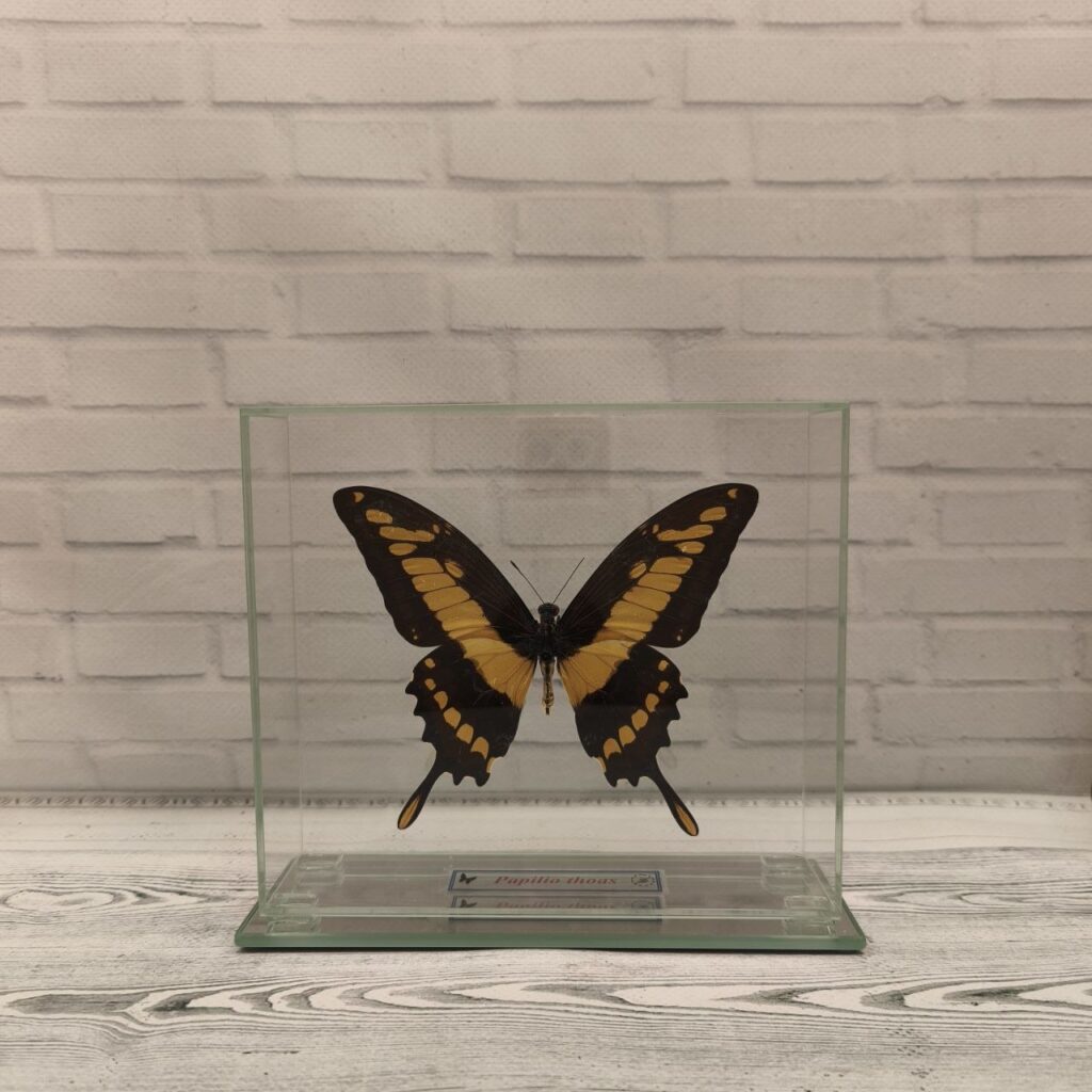 Метелик під склом Papilio thoas 140x140