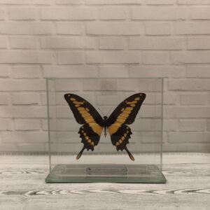 Метелик під склом Papilio thoas 140x140