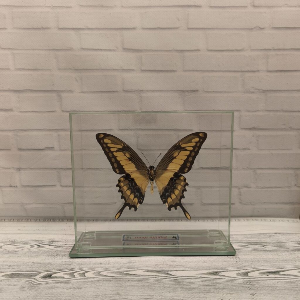 Метелик під склом Papilio thoas 140x140