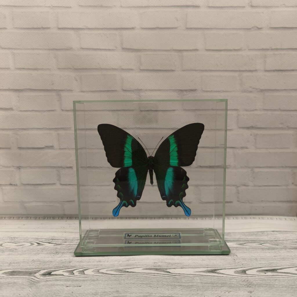 Метелик під склом Papilio blumei 150х150