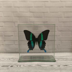 Метелик під склом Papilio blumei 150х150