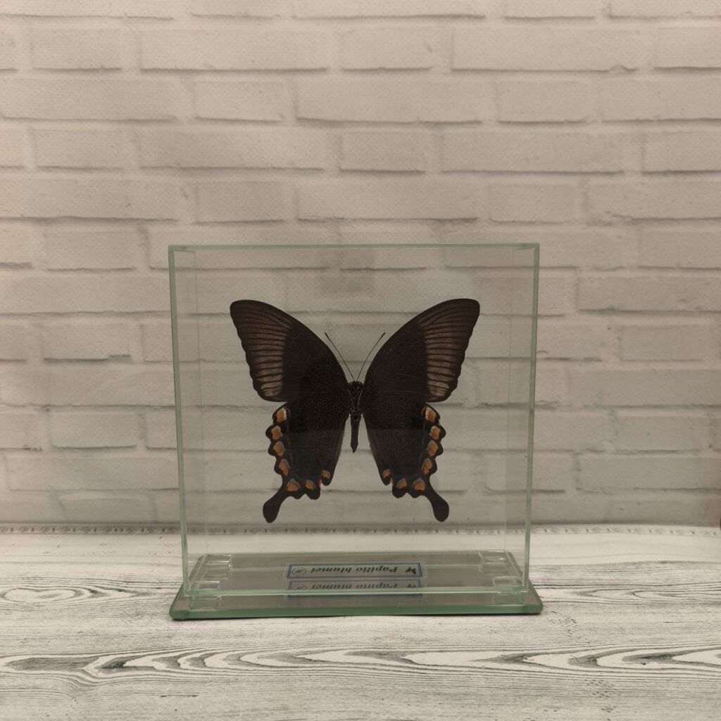 Метелик під склом Papilio blumei 150х150