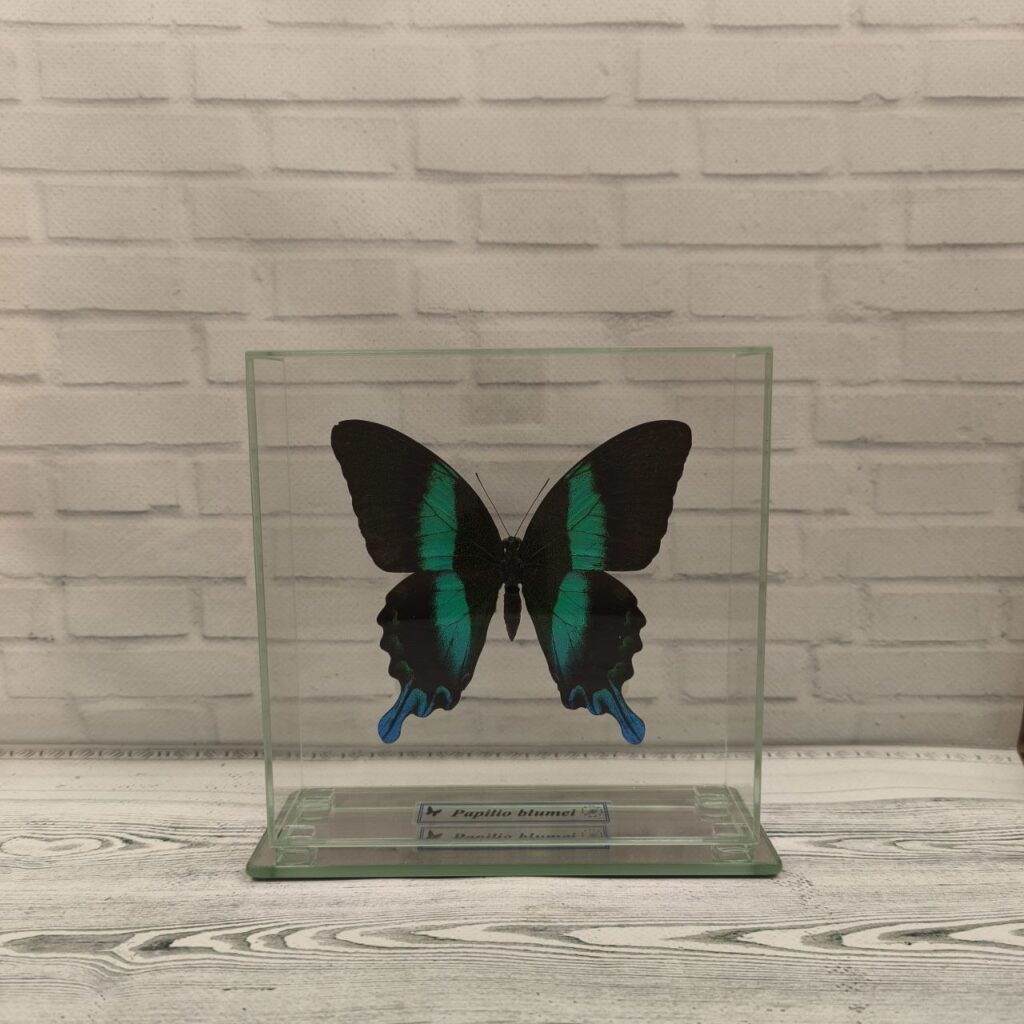 Метелик під склом Papilio blumei 150х150