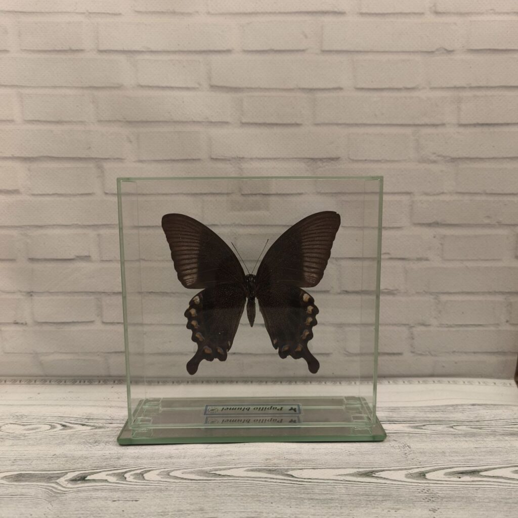 Метелик під склом Papilio blumei 150х150