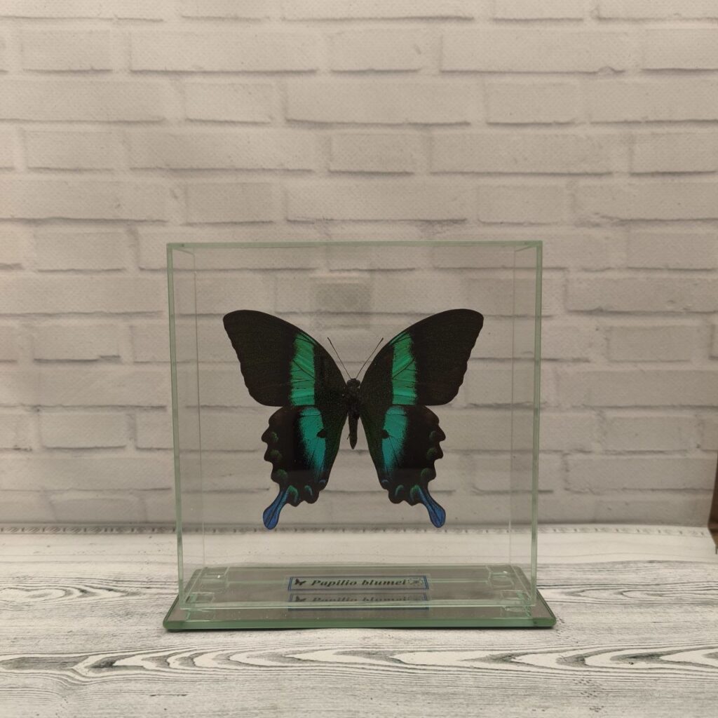 Метелик під склом Papilio blumei 150х150