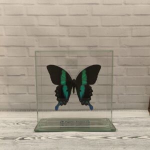 Метелик під склом Papilio blumei 150х150