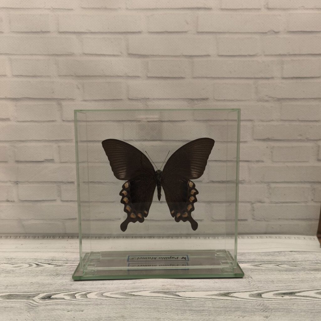 Метелик під склом Papilio blumei 150х150