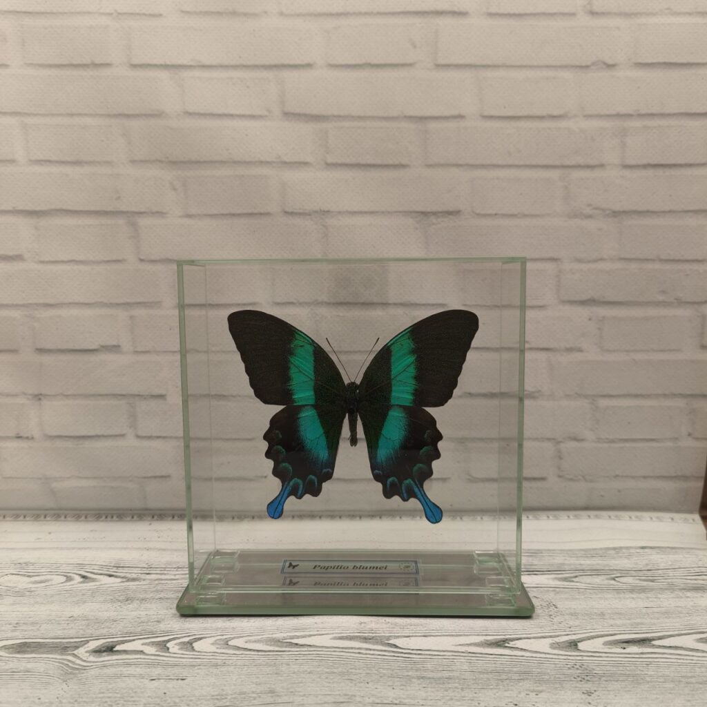 Метелик під склом Papilio blumei 140х140
