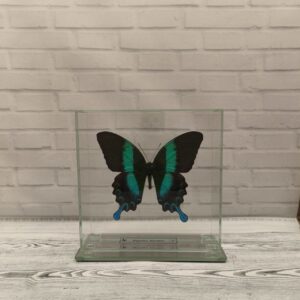 Метелик під склом Papilio blumei 140х140