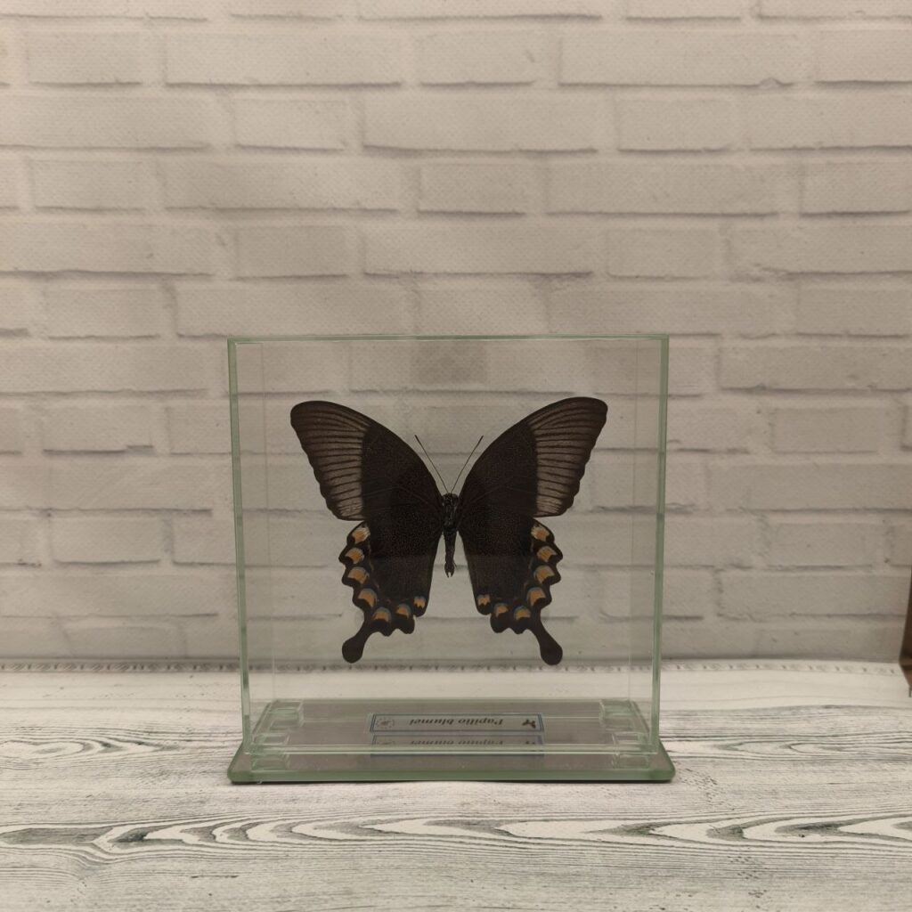 Метелик під склом Papilio blumei 140х140