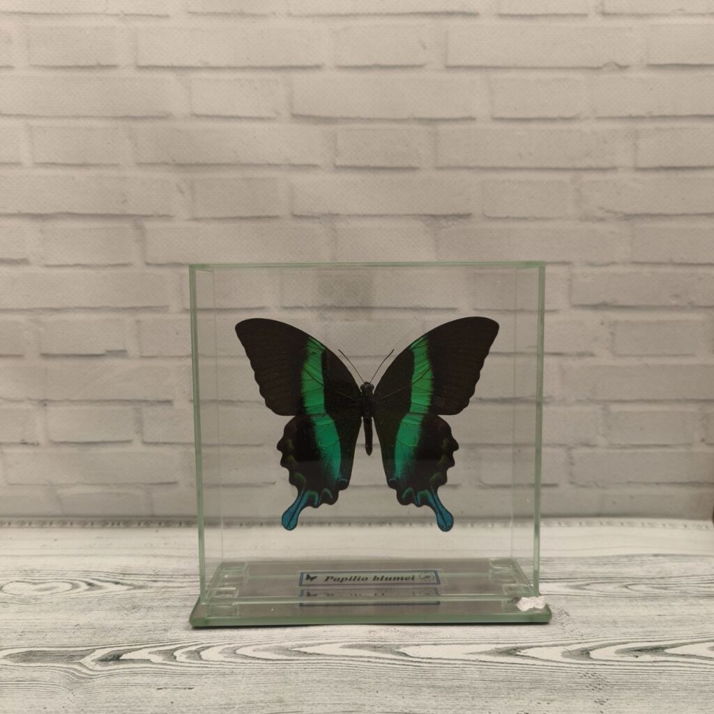 Метелик під склом Papilio blumei 140х140