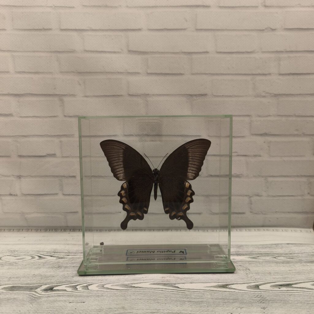 Метелик під склом Papilio blumei 140х140
