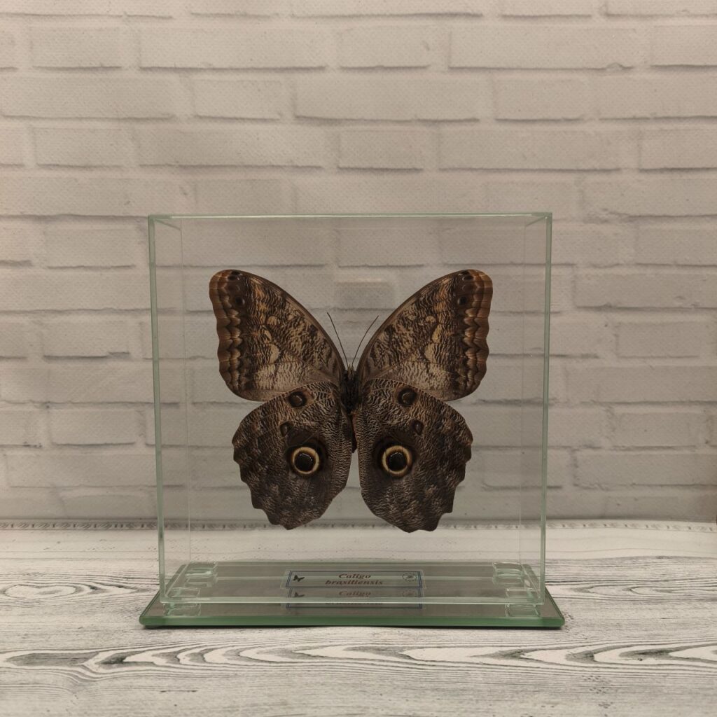 Метелик під склом Caligo brasiliensis 160x160