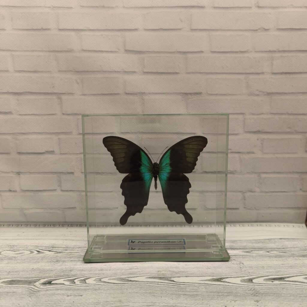 Метелик під склом Papilio peranthus 140x140
