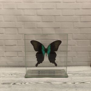 Метелик під склом Papilio peranthus 140x140