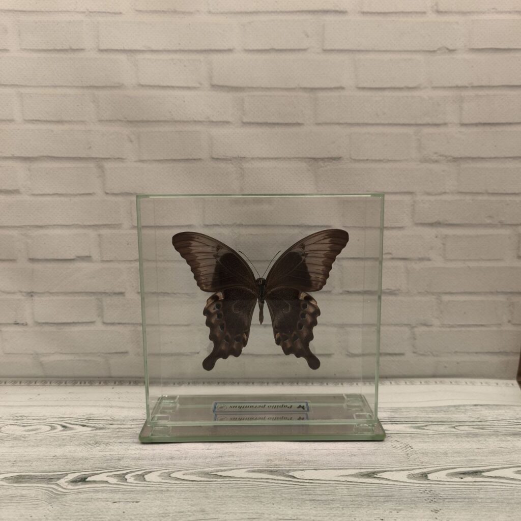 Метелик під склом Papilio peranthus 140x140