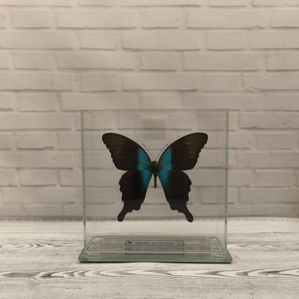 Метелик під склом Papilio peranthus 140x140
