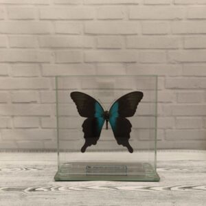 Метелик під склом Papilio peranthus 140x140