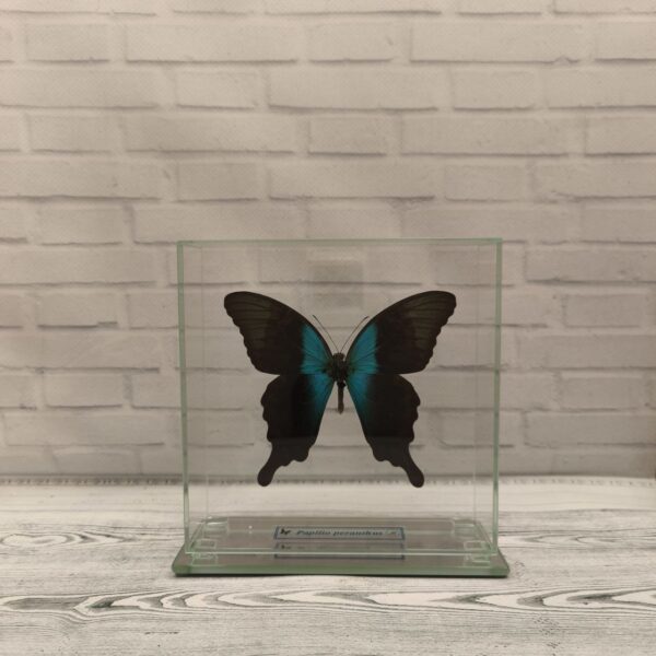 Метелик під склом Papilio peranthus 140x140