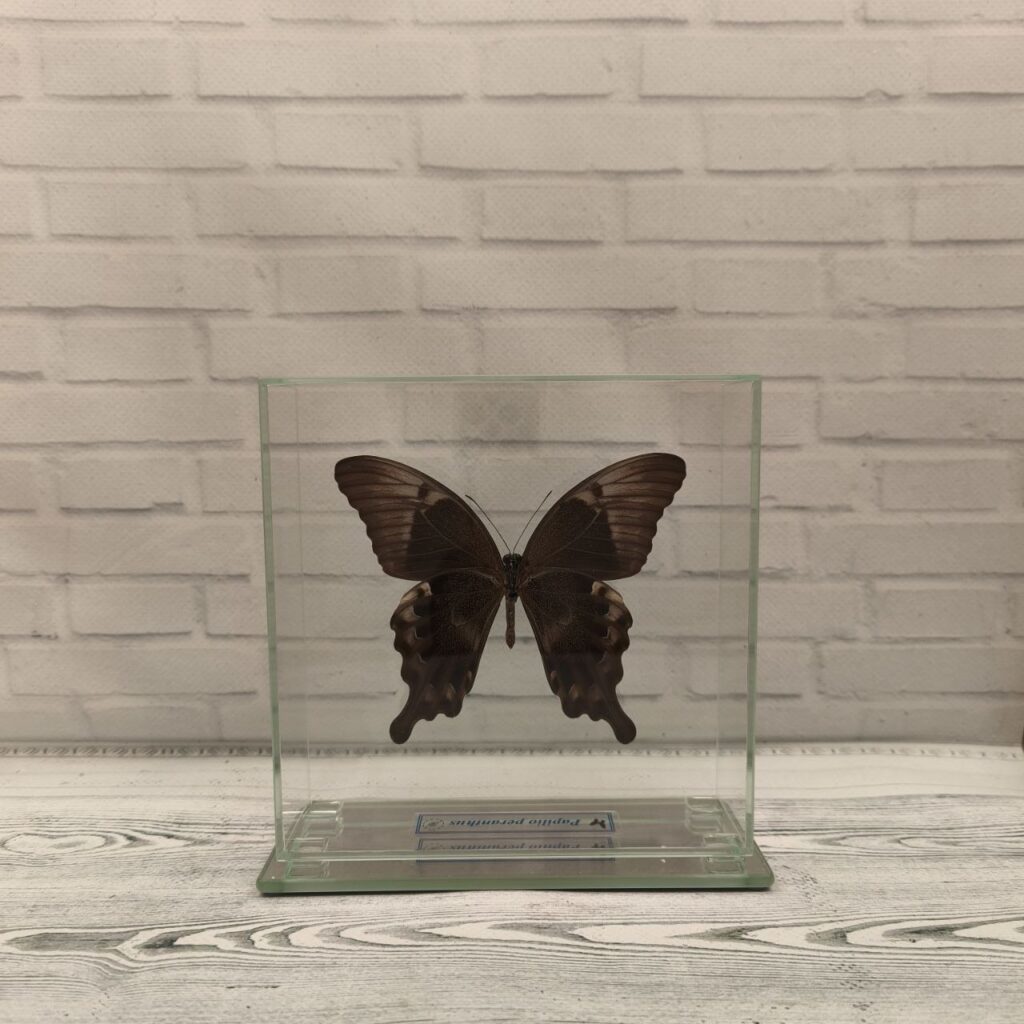 Метелик під склом Papilio peranthus 140x140
