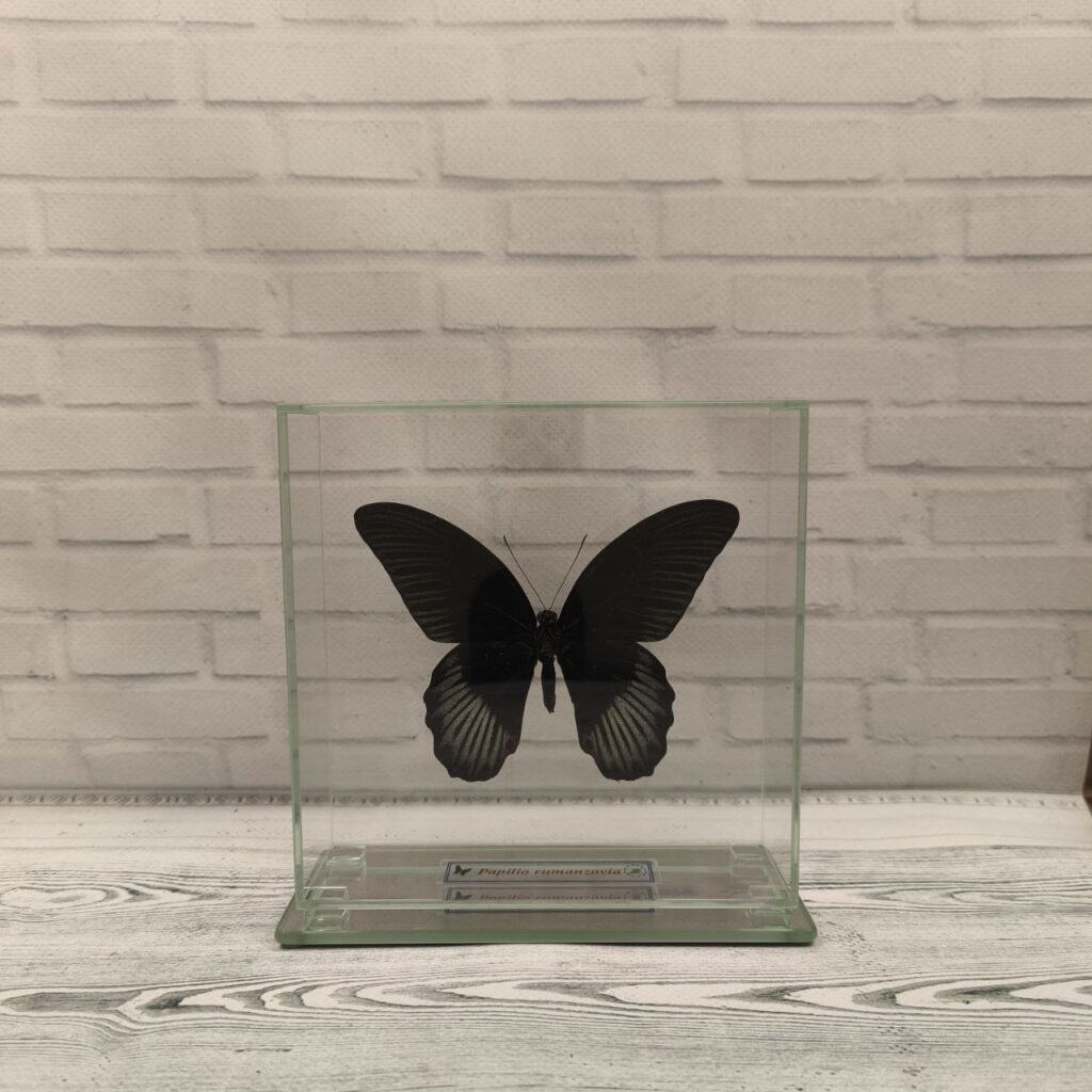 Метелик під склом Papilio rumanzovia 140x140
