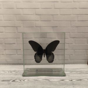 Метелик під склом Papilio rumanzovia 140x140