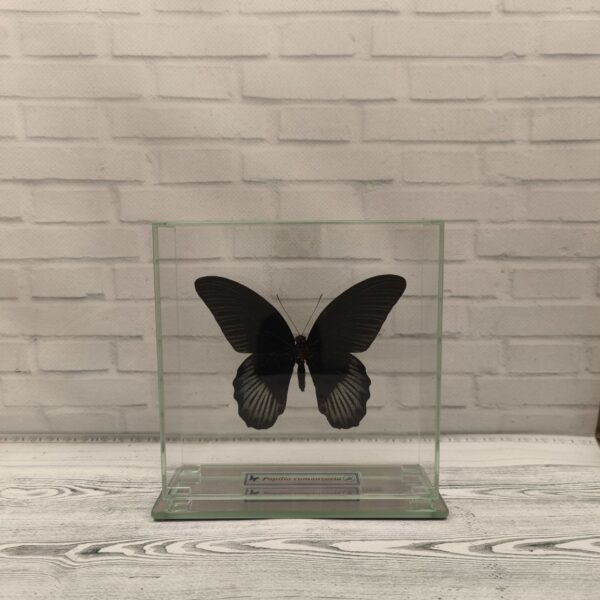 Метелик під склом Papilio rumanzovia 140x140