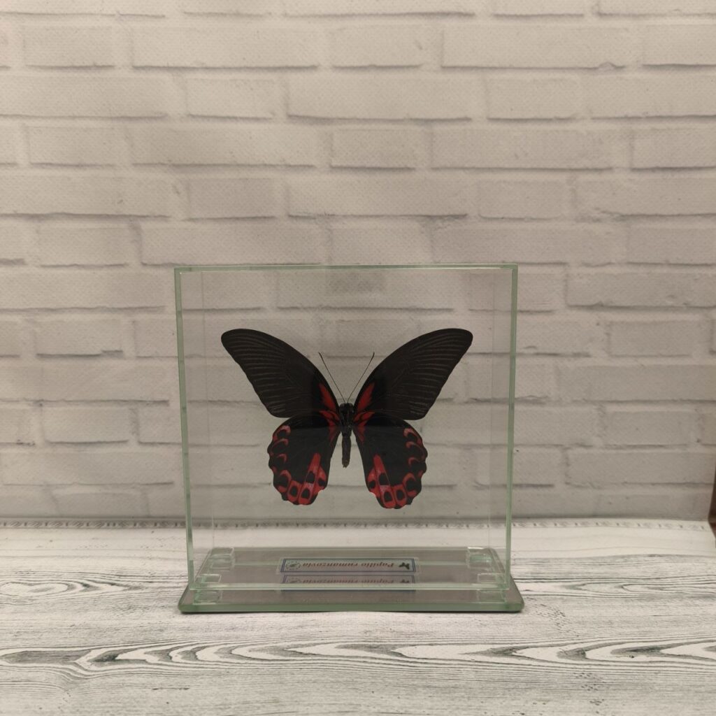 Метелик під склом Papilio rumanzovia 140x140