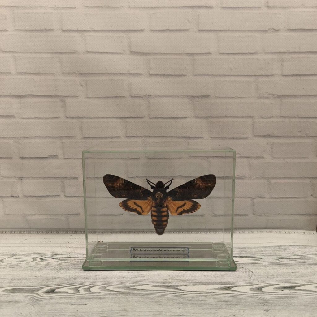 Метелик під склом  Acherontia atropos 140х110