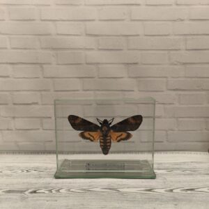Метелик під склом  Acherontia atropos 140х110