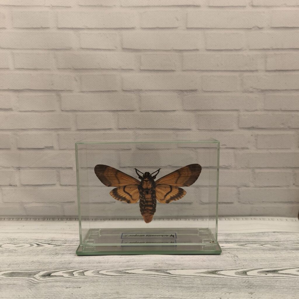 Метелик під склом  Acherontia atropos 140х110