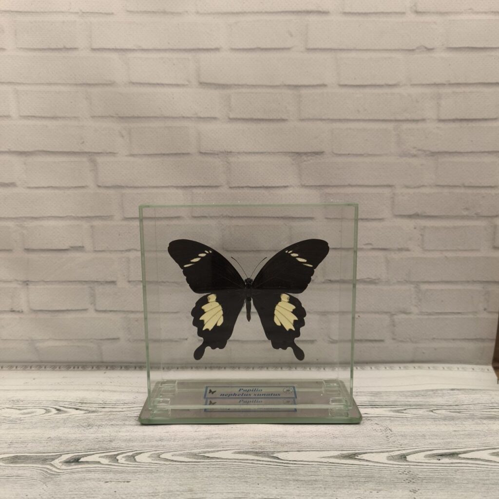 Метелик під склом Papilio nephelus sunatus 130x130